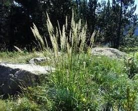 會理野青茅 會理野青茅