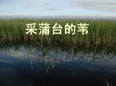 采蒲台的葦 采蒲台的葦