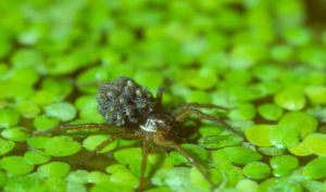 黑狼蜘蛛 黑狼蜘蛛