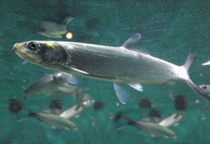 海鰱超目 海鰱超目