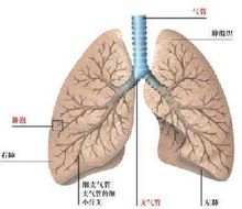 人體的肺部