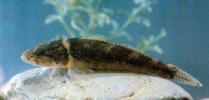 大鱗細齒塘鱧 大鱗細齒塘鱧