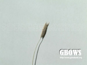 短芒大麥草 短芒大麥草