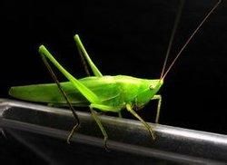 黑脛鉤額螽 黑脛鉤額螽