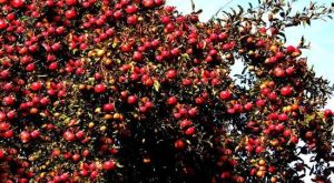 巴彥岱阿勒瑪景區