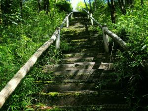 尖嶺森林自然保護區