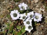 大花龍膽 大花龍膽