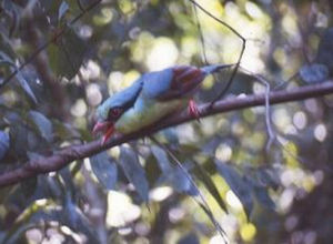 東方綠鵲指名亞種
