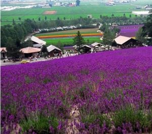 夢幻紫海香草莊園