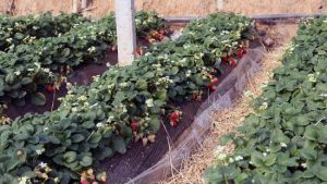 蘇州怡家農家樂 蘇州怡家農家樂