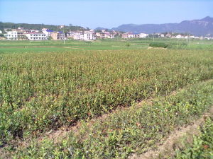 優質良種嫁接油茶苗