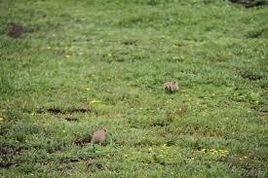 四川田鼠 四川田鼠