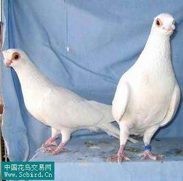 蟾眼白鴿 蟾眼白鴿