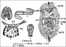 腔腸動物的模式圖
