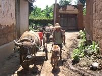 北箐自然村 北箐自然村