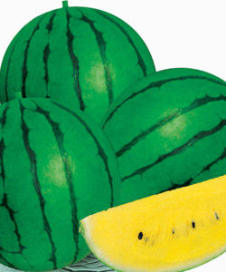 小蘭西瓜 小蘭西瓜