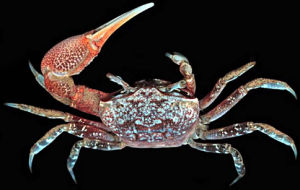 漢堡包招潮蟹 漢堡包招潮蟹