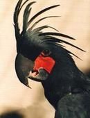 棕樹鳳頭鸚鵡