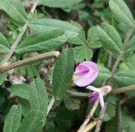 救荒野豌豆 救荒野豌豆
