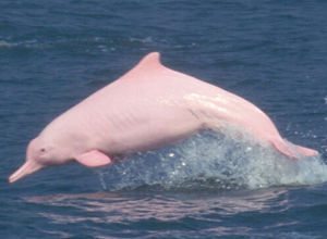 鉛色白海豚 鉛色白海豚