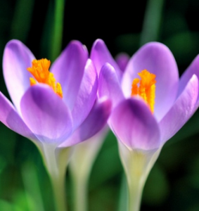 克洛卡斯 克洛卡斯