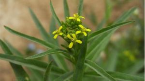 波齒葉糖芥 波齒葉糖芥