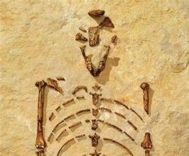 “露西”骨骼化石 “露西”骨骼化石