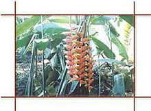 興隆熱帶植物園