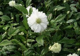 重瓣空心泡 重瓣空心泡