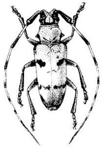 黑帶灰天牛 黑帶灰天牛