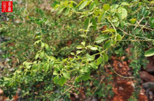 聚果絞股藍 聚果絞股藍