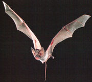 （圖）鼠尾蝠科