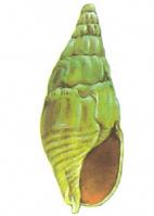 不規則紡錘螺 不規則紡錘螺