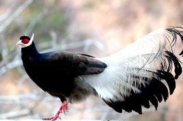 韓城褐馬雞國家級自然保護區 韓城褐馬雞國家級自然保護區