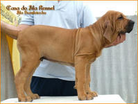 12周齡的菲勒幼犬