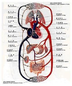 血液循環