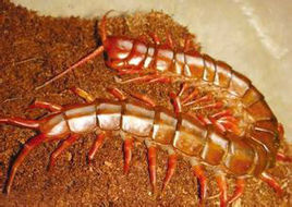 中國紅巨龍蜈蚣 中國紅巨龍蜈蚣