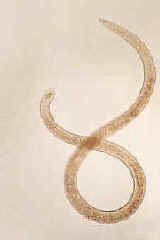 柑橘根結線蟲病 柑橘根結線蟲病