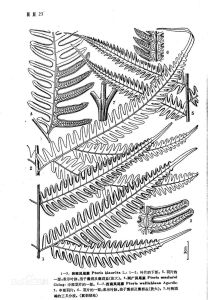 兩廣鳳尾蕨 兩廣鳳尾蕨