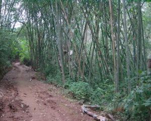 疙瘩林村 疙瘩林村