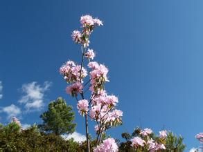 凹葉杜鵑 凹葉杜鵑