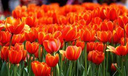 新山村[雲南省大理市雲龍縣團結彝族鄉新山村]