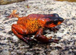 多彩丑角蛙 多彩丑角蛙