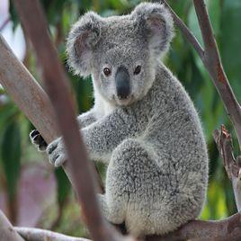 Koala[動物]