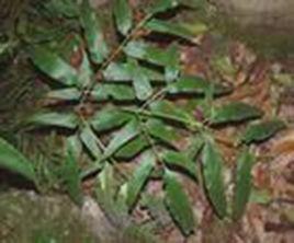 黑虎七[黑虎七]