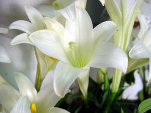 純白天香百合 純白天香百合