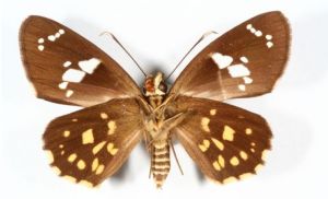 四川星弄蝶 四川星弄蝶