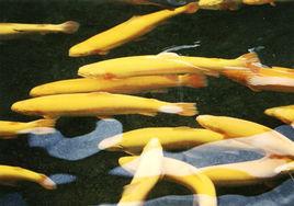 甘肅金鱒 甘肅金鱒