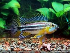 酋長短鯛 酋長短鯛