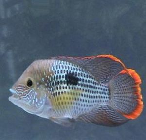 一點皇冠魚 一點皇冠魚